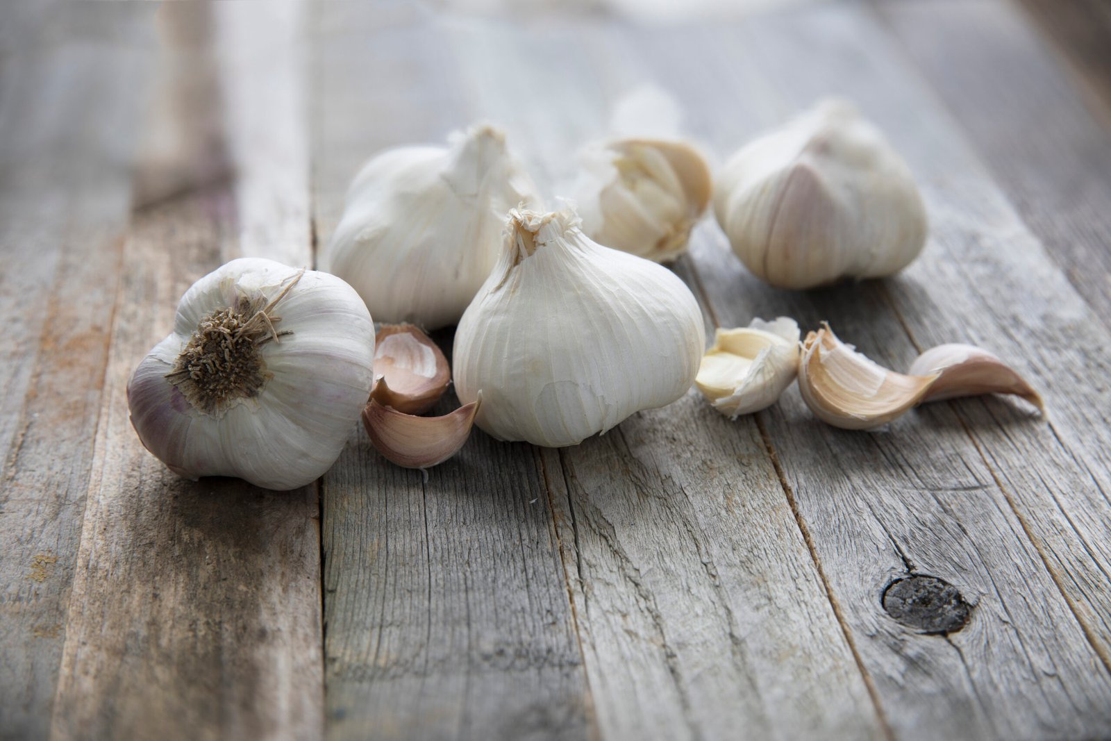 when to plant garlic