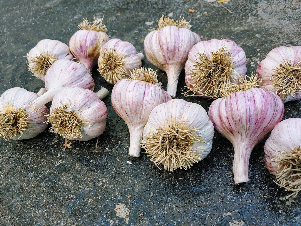 when to plant garlic