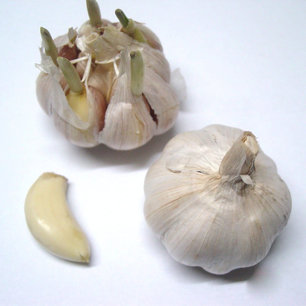 when to plant garlic
